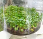 Peperomia Caperata 'Napoll Nights TC | Grower's Choice, Foshan Collection