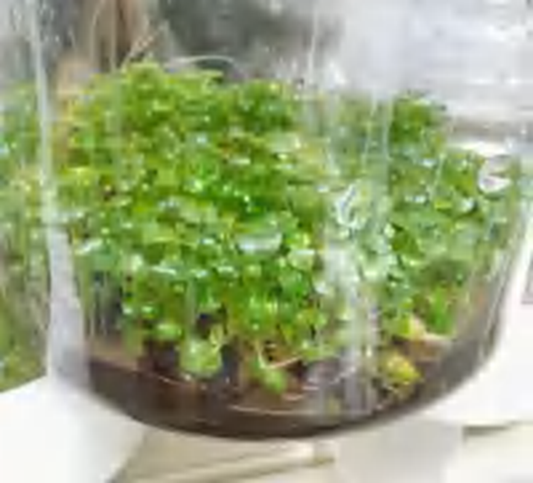 Peperomia Caperata 'Napoll Nights TC | Grower's Choice, Foshan Collection