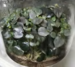 Peperomia Caperata‘Sunrise’ TC | Grower's Choice, Foshan Collection