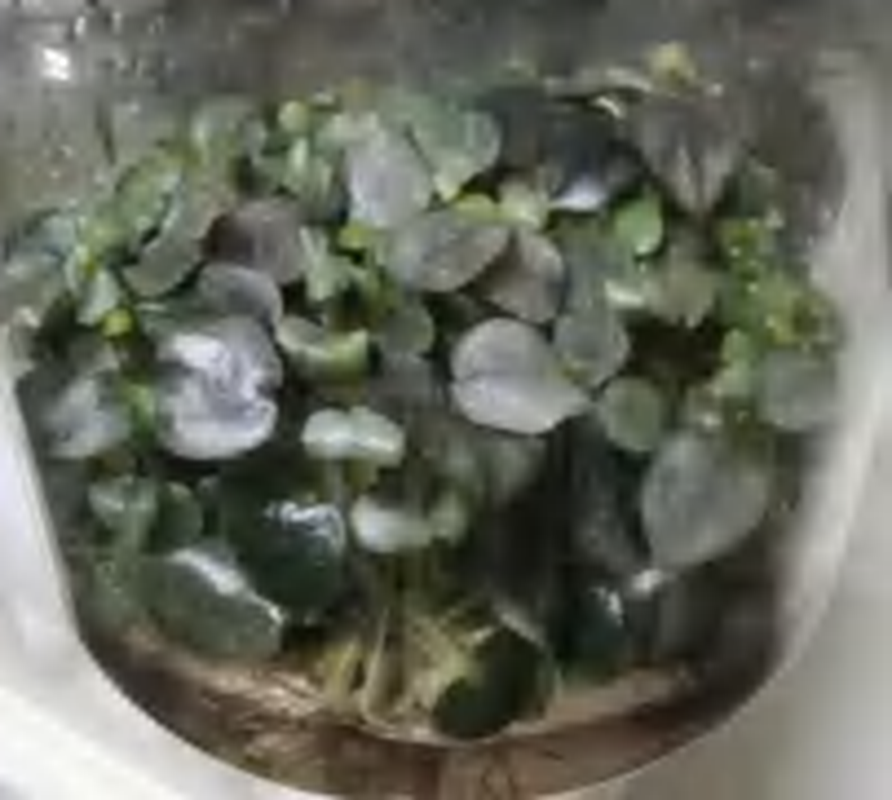 Peperomia Caperata‘Sunrise’ TC | Grower's Choice, Foshan Collection