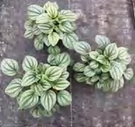 Peperomia Caperata‘Moonlight’ TC | Grower's Choice, Foshan Collection