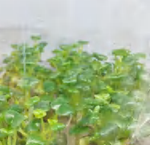 Peperomia Caperata‘Rana Verde’ TC | Grower's Choice, Foshan Collection