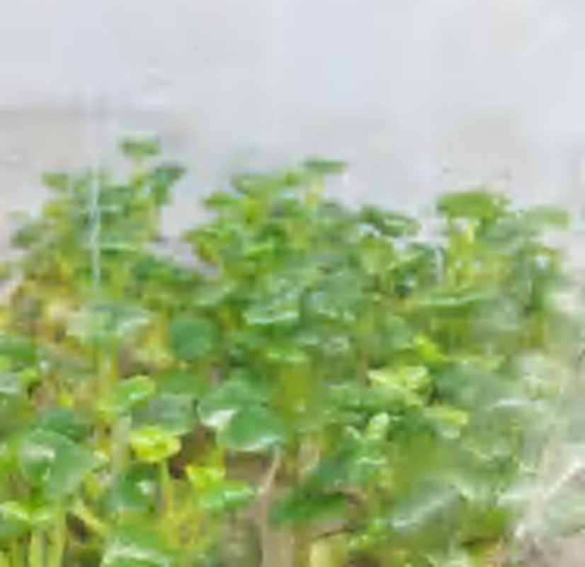 Peperomia Caperata‘Rana Verde’ TC | Grower's Choice, Foshan Collection