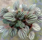 Peperomia Caperata‘Piccolo Banda’ TC | Grower's Choice, Foshan Collection