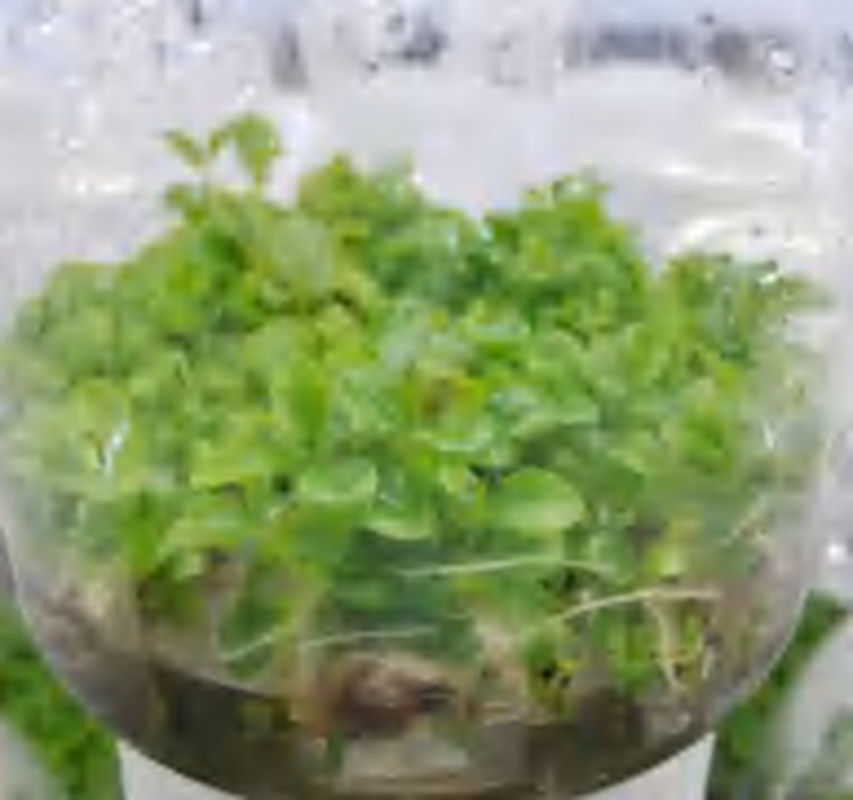 Peperomia Obtusifolia 'Jade' TC | Grower's Choice, Foshan Collection