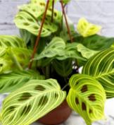 Maranta Fantasy Variegated Golden TC | Grower's Choice, Foshan Collection