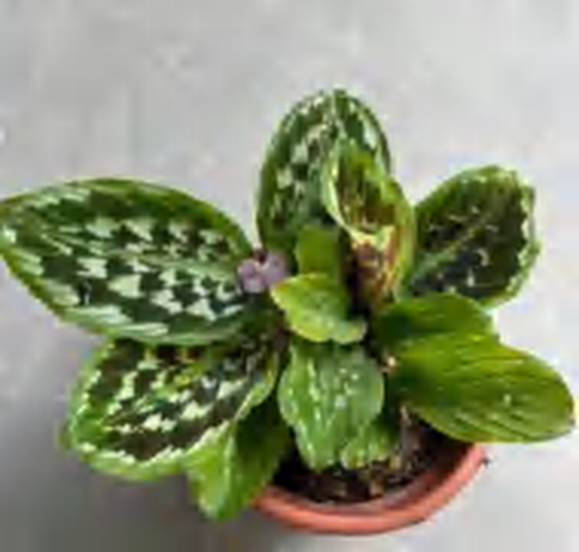 Kaempferia Elegans 'Shazam' TC | Grower's Choice, Foshan Collection