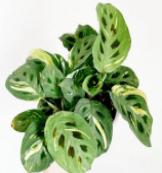 Maranta Leuconeura / Butterfly TC | Grower's Choice, Foshan Collection