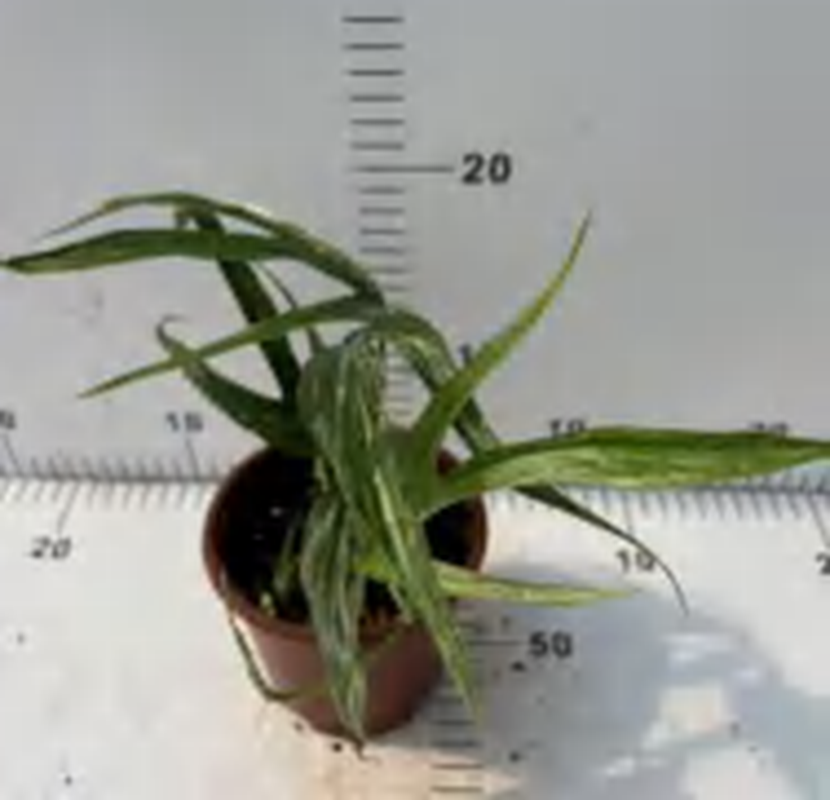 Amydrium Zippelianum Variegated TC | Grower's Choice, Foshan Collection