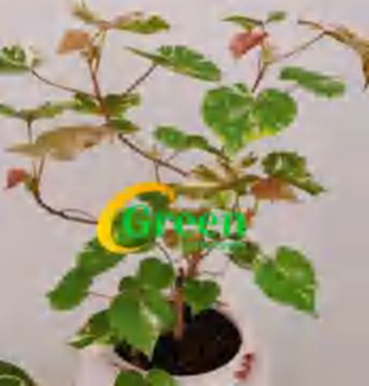 Hibiscus Tiliaceus Tricolor TC | Grower's Choice, Foshan Collection