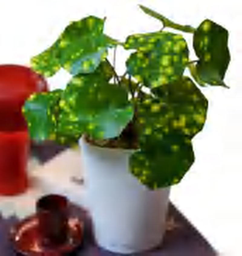 Farfugium Japonicum ‘Starlight’ TC | Grower's Choice, Foshan Collection