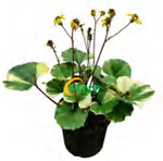 Farfugium Japonicum Floral TC | Grower's Choice, Foshan Collection