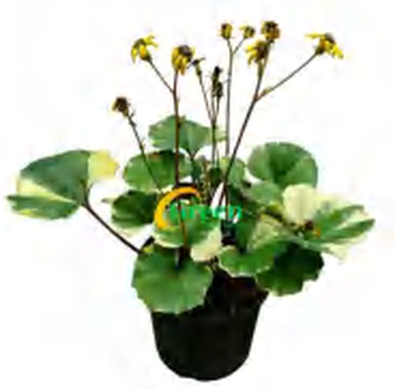 Farfugium Japonicum Floral TC | Grower's Choice, Foshan Collection
