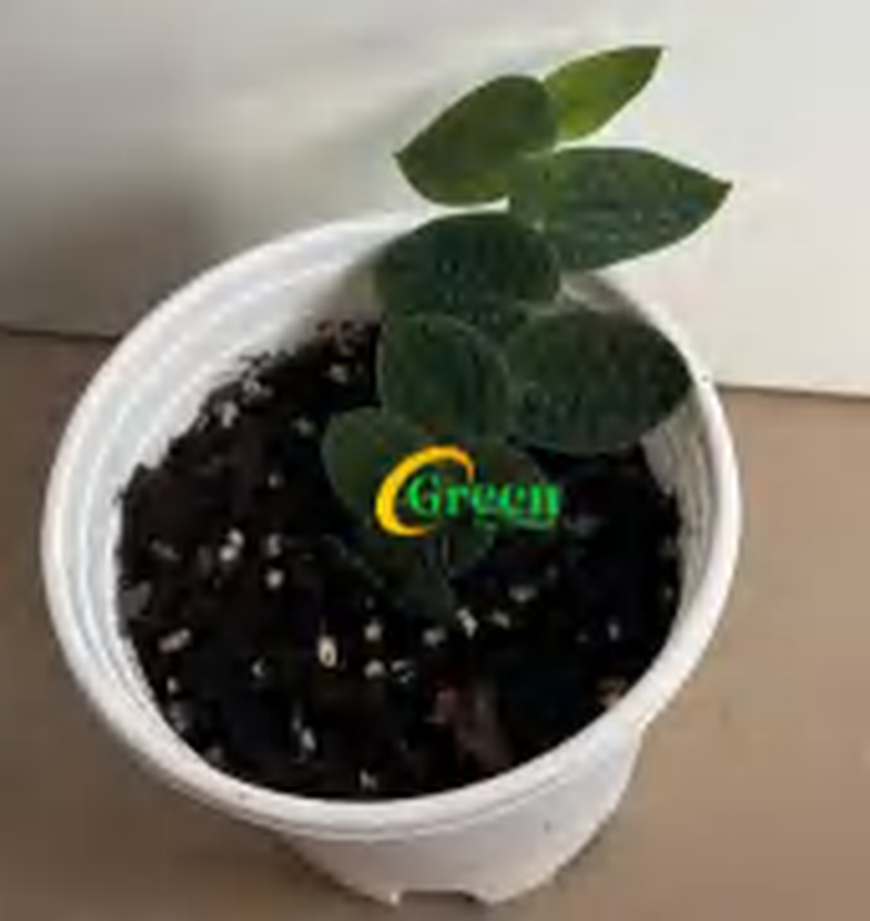 Rhaphidophora Pearls TC | Grower's Choice, Foshan Collection