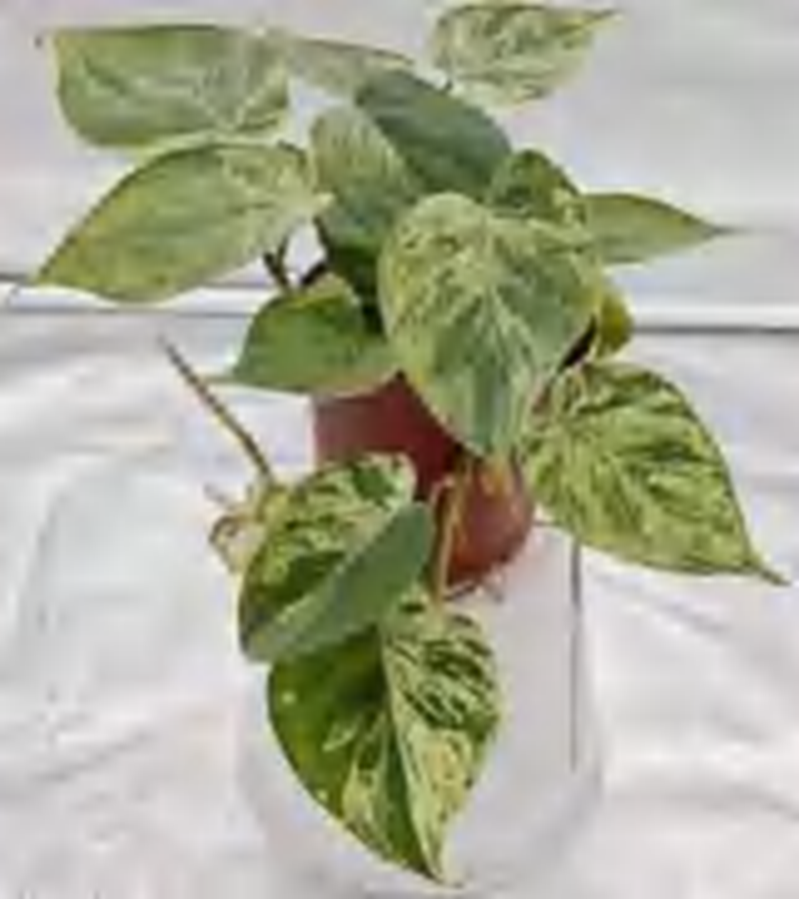 Philodendron Oxycardium Variegated TC | Grower's Choice, Foshan Collection