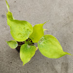 Alocasia cucullata 'Yellow Tail' | Seller's Choice, Hong Kong Collection