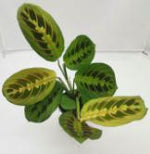 Maranta Leuconeura Variegated Erythroneura TC | Grower's Choice, Foshan Collection
