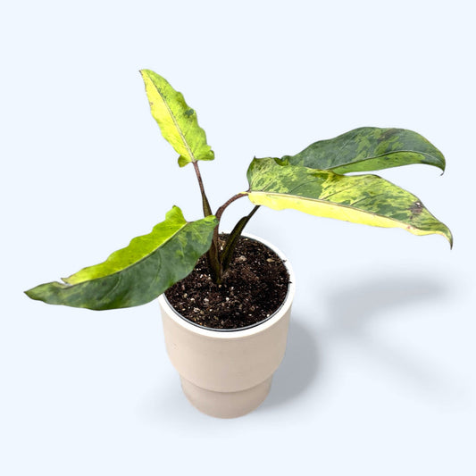 Alocasia Lauterbachiana Aurea Variegated TC | Seller's Choice, Hong Kong Collection