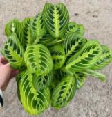 Maranta leuconeura var. 'Massang' TC | Seller's Choice, Hong Kong Collection