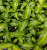 Dracaena "Marley " TC | Grower's Choice, Foshan Collection