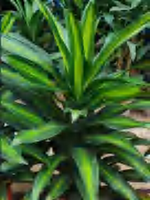 Dracaena Beauty Golden Heart TC | Grower's Choice, Foshan Collection