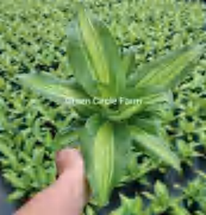 Dracaena 'Heart' Aurea Variegated TC | Grower's Choice, Foshan Collection