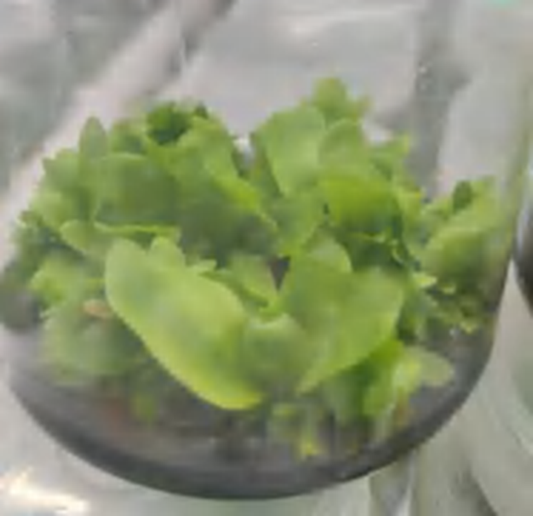 Platycerium Hillii Dragon TC | Grower's Choice, Foshan Collection