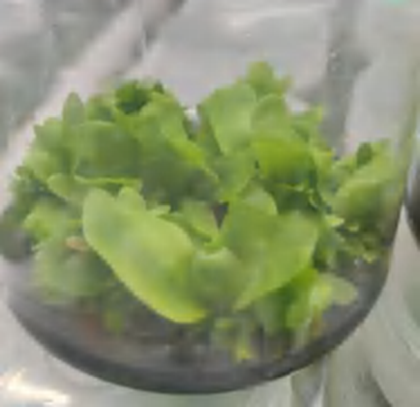 Platycerium Hillii Dragon TC | Grower's Choice, Foshan Collection