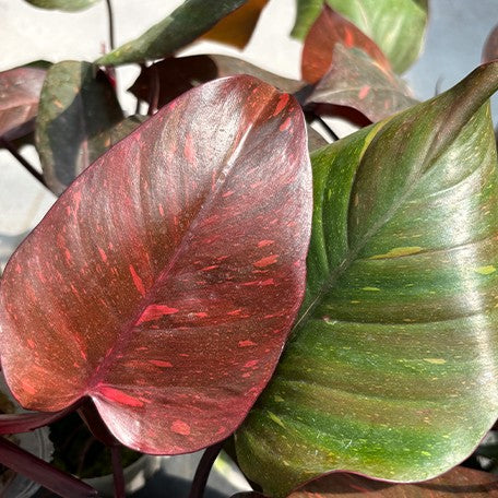 Philodendron Orange Princess TC | Seller's Choice, Hong Kong Collection