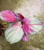 Calathea 'Red Fortune' TC | Grower's Choice, Foshan Collection
