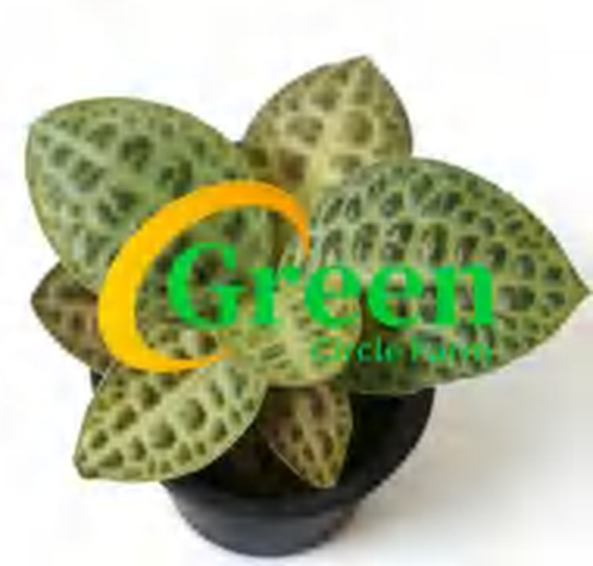 Ardisia Turtle Back TC | Grower's Choice, Foshan Collection