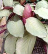 Calathea 'Silver Plate' TC | Seller's Choice, Hong Kong Collection