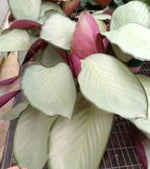 Calathea 'Silver Plate' TC | Grower's Choice, Foshan Collection