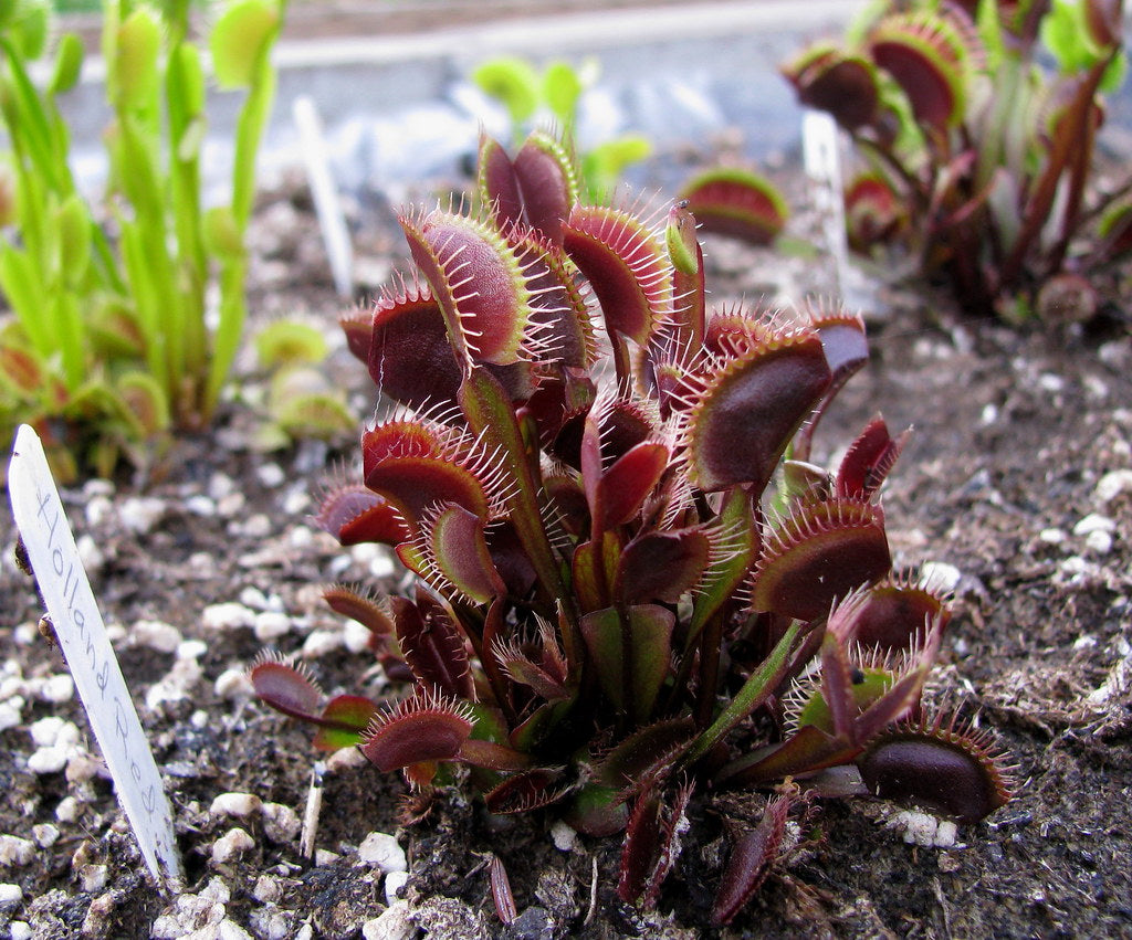 Dionaea muscipula 'Holland hybr' TC | Seller's Choice, Hainan Collection