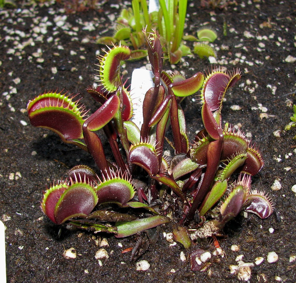 Dionaea muscipula 'FTS Maroon Monster' TC | Seller's Choice, Hainan Collection