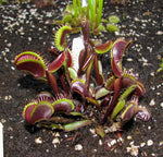 Dionaea muscipula 'FTS Maroon Monster' TC | Seller's Choice, Hainan Collection