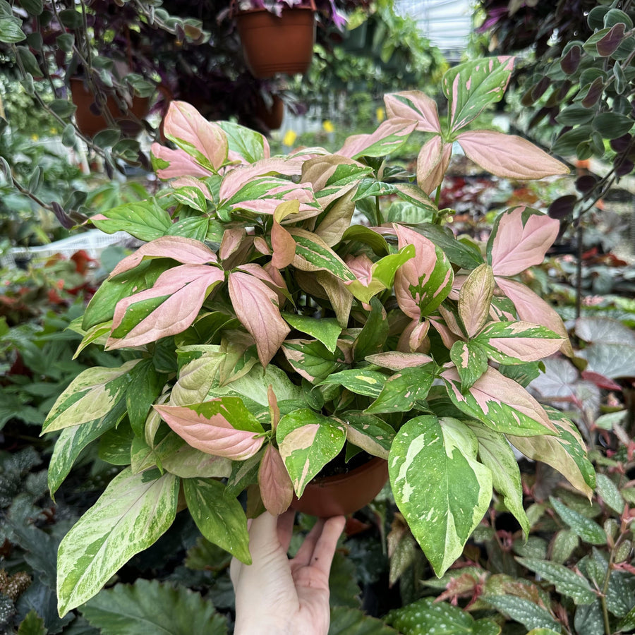 Syngonium podophyllum 'Pink Splash' | Seller's Choice, Hong Kong Collection