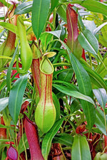 Nepenthes alata | Seller's Choice, Hong Kong Collection