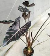 Alocasia Longiloba Watsoniana Red Vein TC | Grower's Choice, Foshan Collection