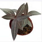 Ludisia ‘Red Vein’ TC | Grower's Choice, Foshan Collection