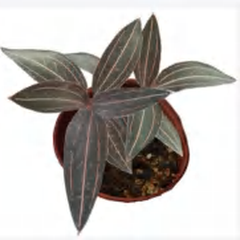 Ludisia ‘Red Vein’ TC | Grower's Choice, Foshan Collection