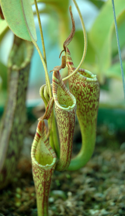 Nepenthes fusca | Seller's Choice, Hong Kong Collection