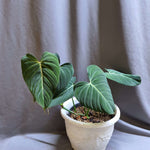 Philodendron 'Glorious' | Seller's Choice, Hong Kong Collection