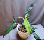 Philodendron mexicanum | Seller's Choice, Hong Kong Collection