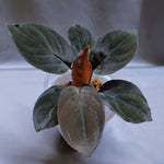 Homalomena 'Black Velvet' | Seller's Choice, Hong Kong Collection