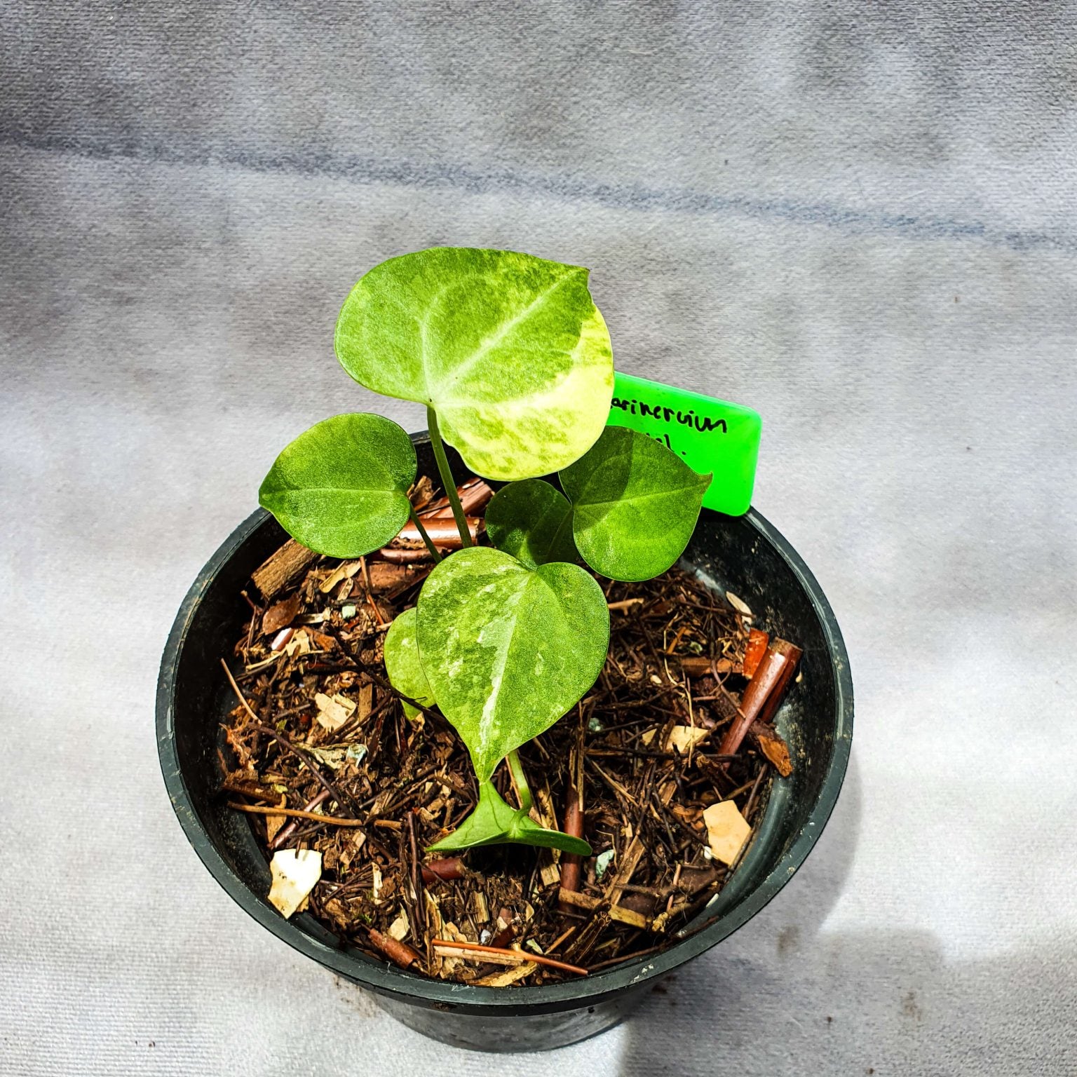 Anthurium clarinervium variegata | Seller's Choice, Hong Kong Collection