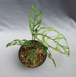 Monstera obliqua | Seller's Choice, Hong Kong Collection