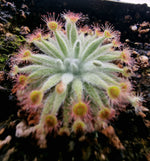 Drosera ordensis | Seller's Choice, Hong Kong Collection