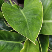 Philodendron 'Thailand Congo ' | Seller's Choice, Hainan Collection