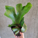 Platycerium holttumii | Seller's Choice, Hong Kong Collection
